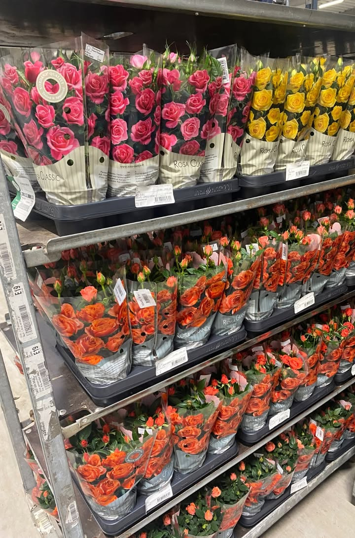 Flotte potteroser til kun 15 kr. hos Meny Klarup - bestil nu via kommentar 