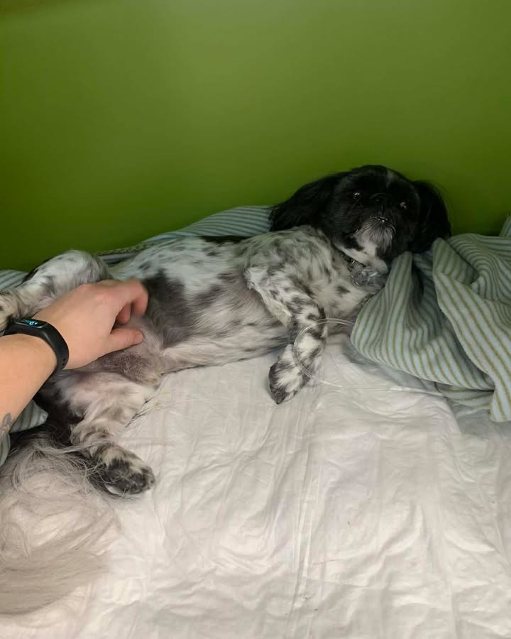 Kalle fik en dramatisk juleaften: Shih Tzu reddet fra kvælning af kiks hos Vodskov Dyreklinik