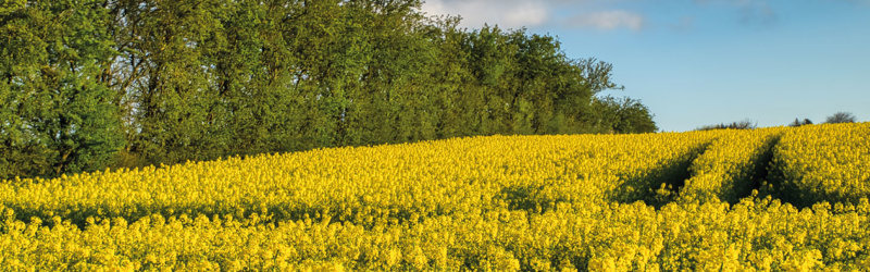 Lej landbrugsjord og jagtrettigheder i Frederikshavn fra 2026 til 2030