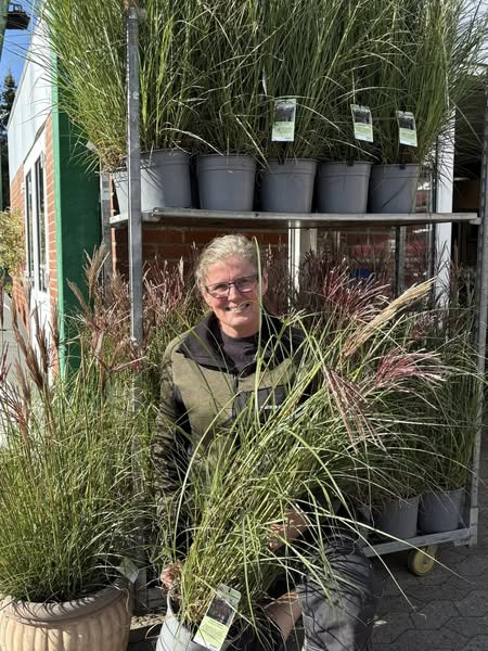 Midtjydsk Gartnerhal præsenterer kinesisk sølvgræs 'Red Cloud' med røde aks