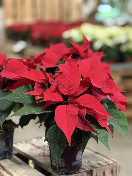 Midtjysk Gartnerhal byder velkommen til julestjernens ankomst i butikken