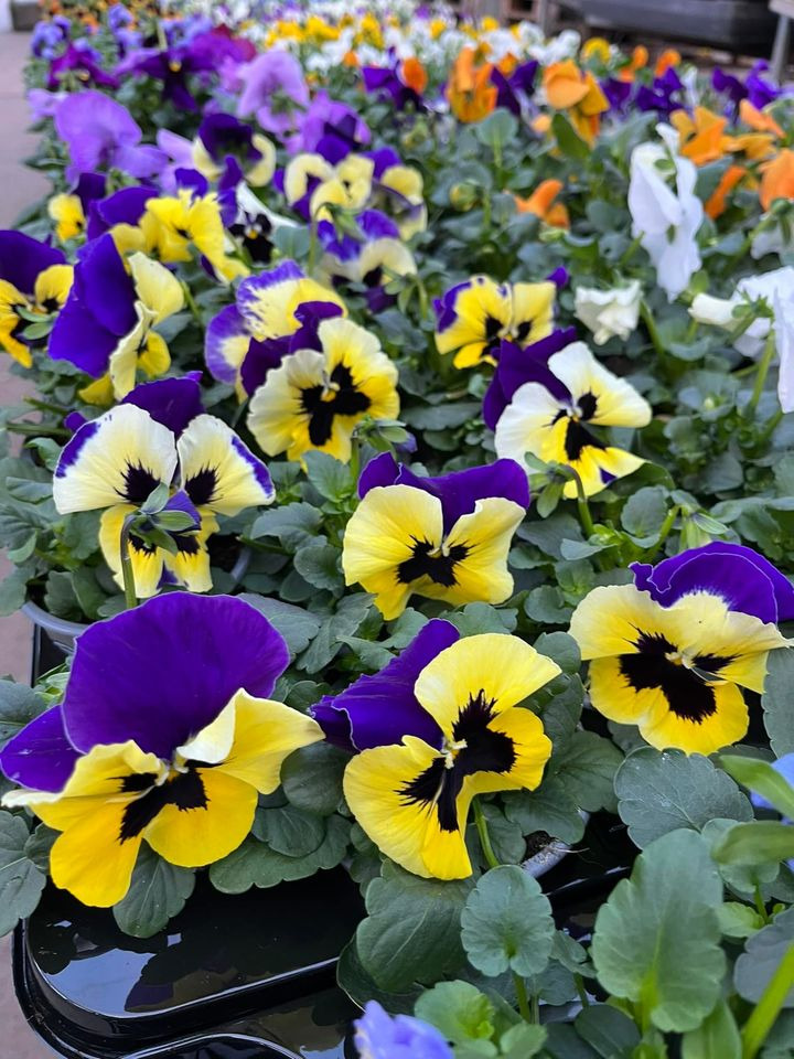 Opdatér dig her: Det nyeste fra Odder