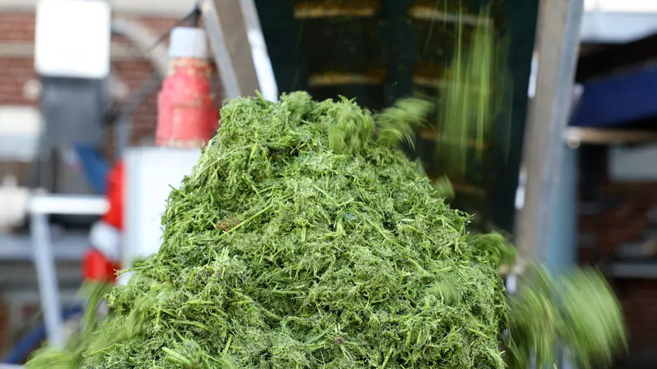 Græs bliver en bæredygtig løsning for byggebranchen i Skive