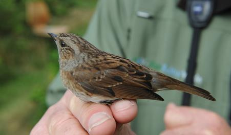 Bliv ravjæger for en dag ved Blåvand strand