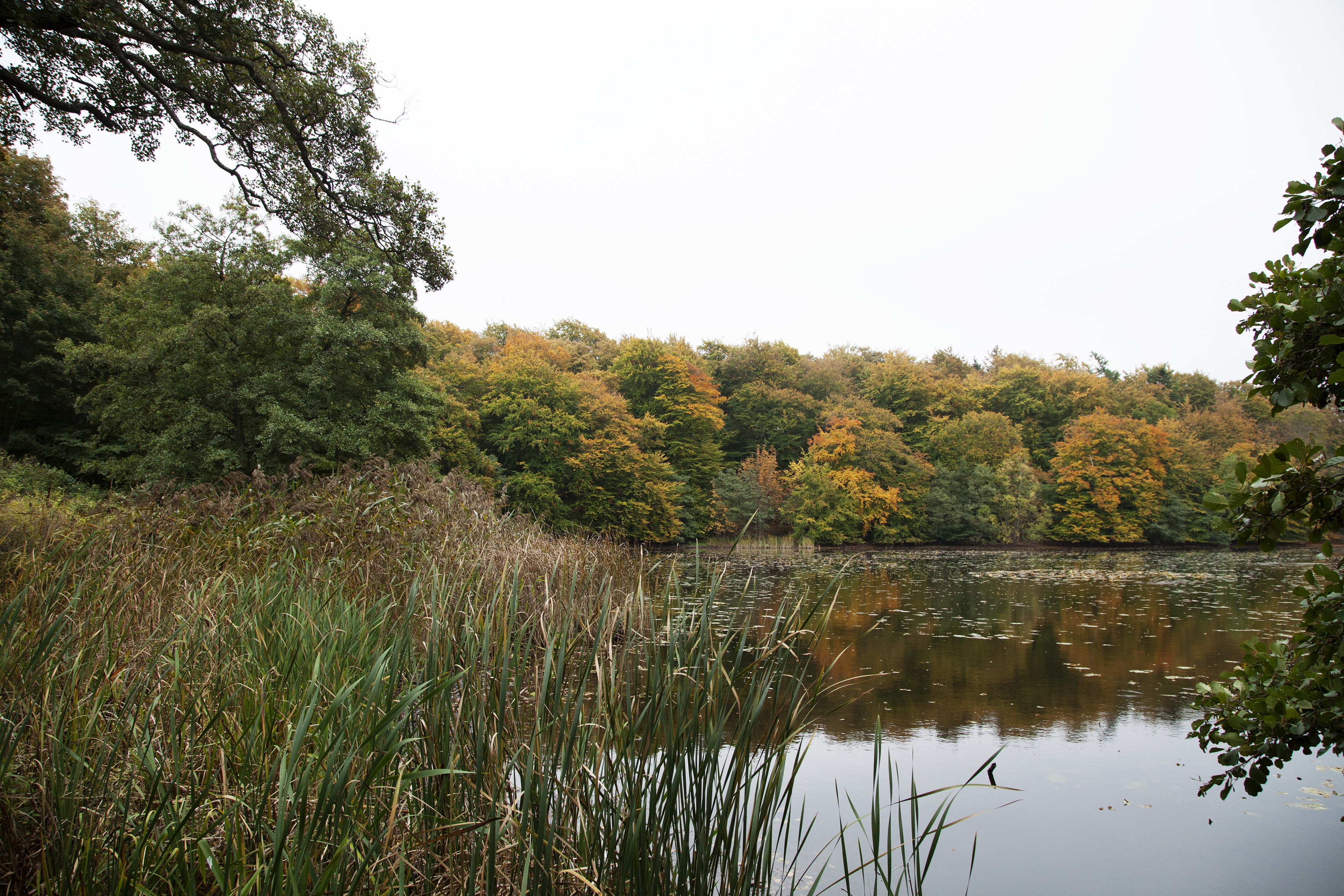 Fejr Mortens Aften i Herthadalen med en lækker menu