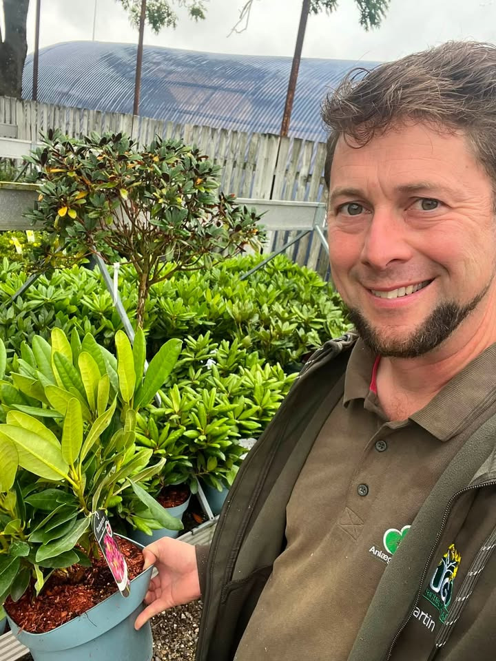Gug Planteskole har fået nye forsyninger af rhododendron