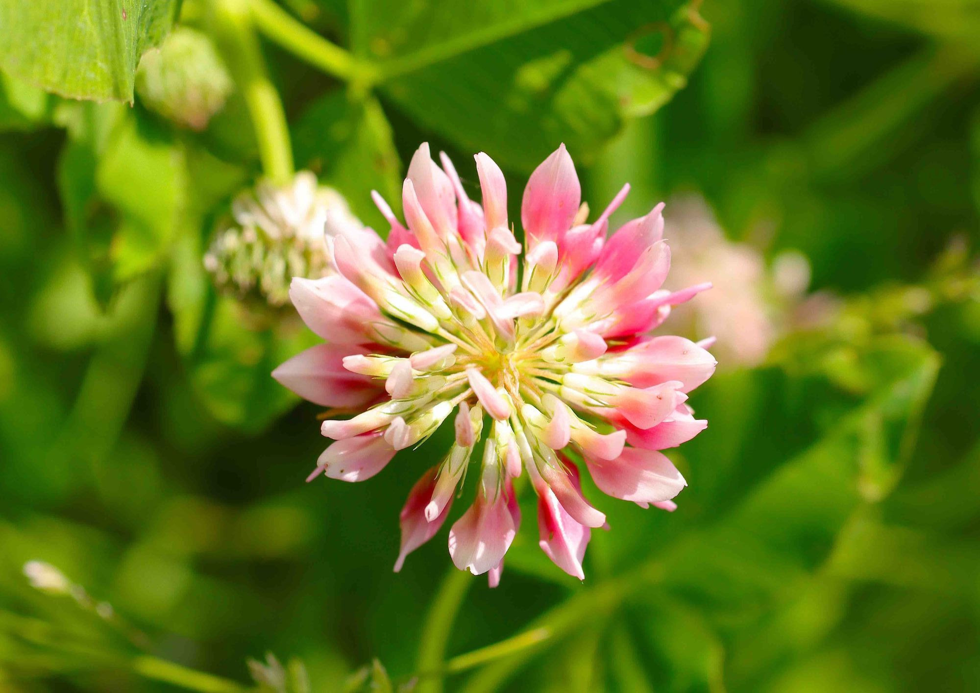 Oplev vilde smagsoplevelser i naturen med sanketur i Aalborg