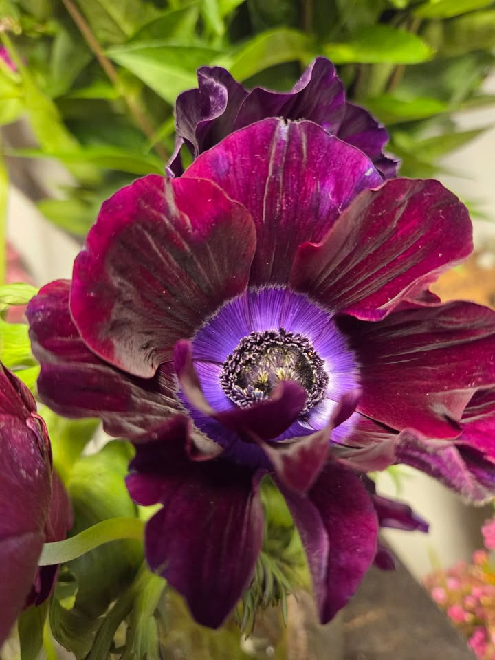 Flore Vida byder foråret velkommen med friske blomster og planter