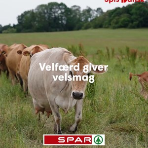 Opslagsbillede