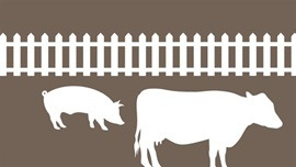 Klagefrist for ændring af husdyrbrug nærmer sig