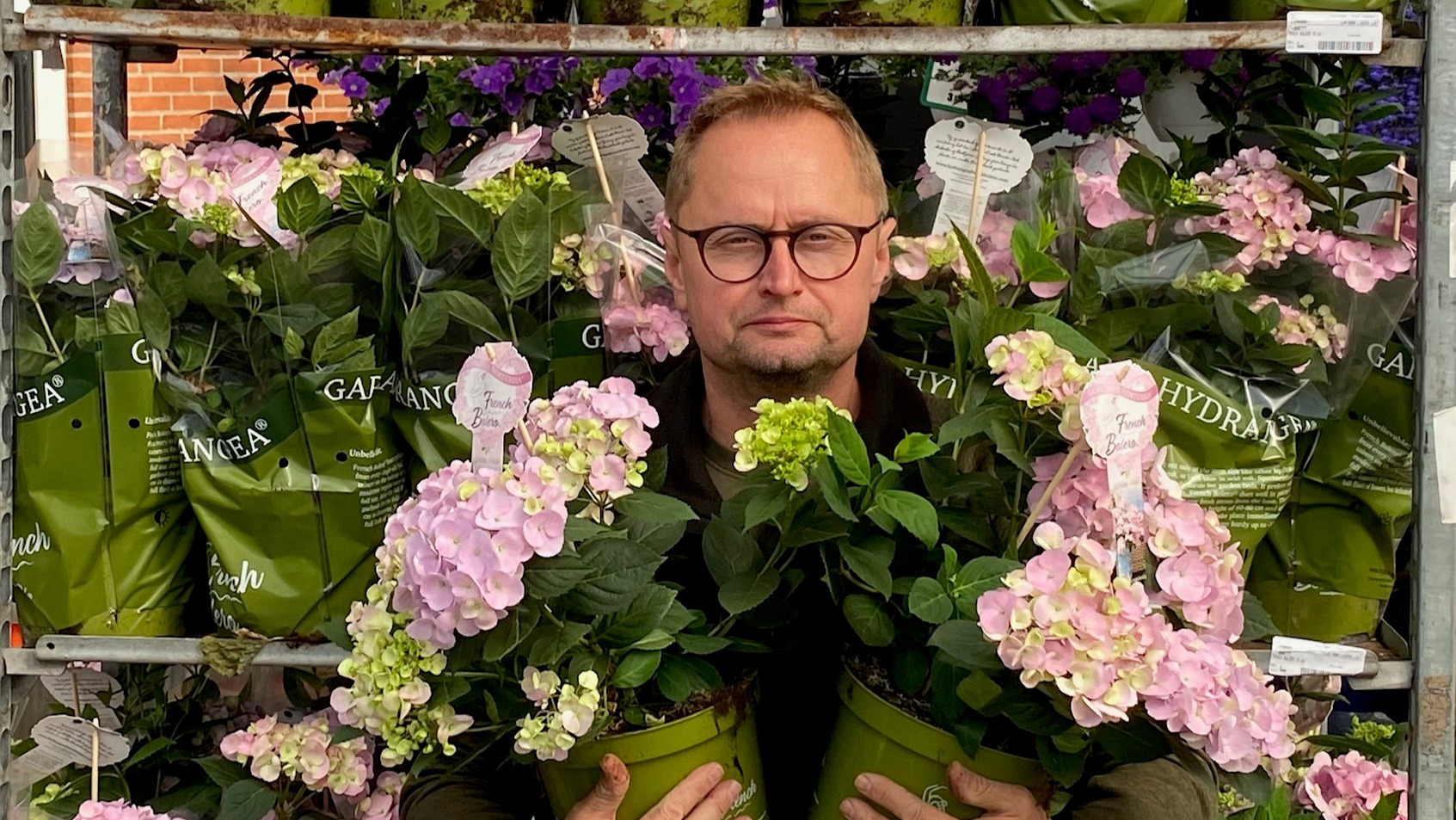 Skab farverige haver med tilbud på Hortensia 'French Bolero'