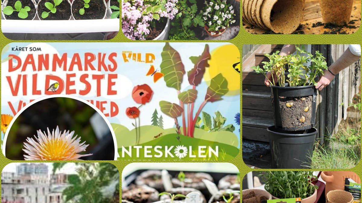 En aften i sommerhavens tegn med Aiah Noack