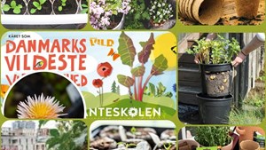 En aften i sommerhavens tegn med Aiah Noack