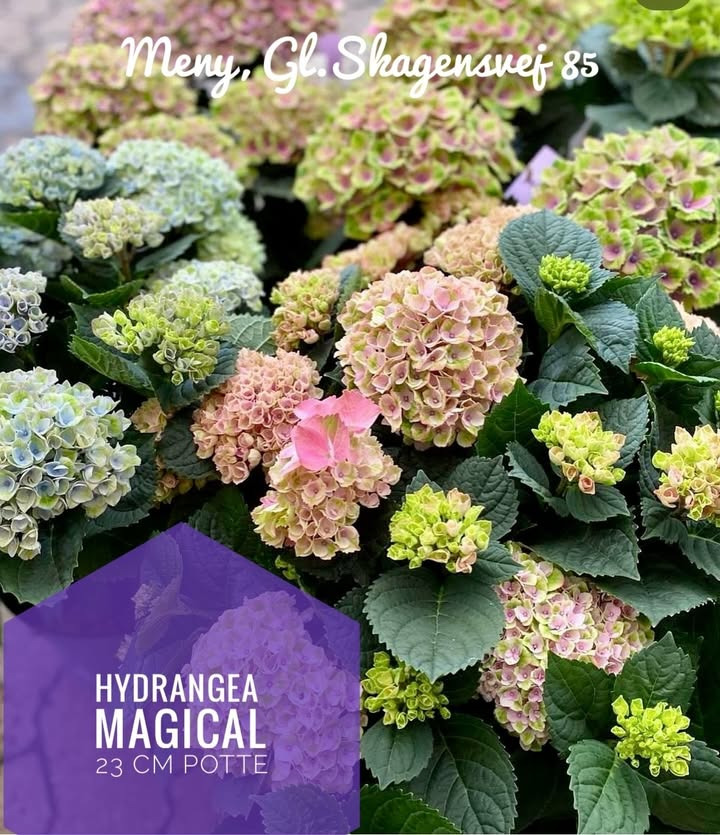 Meny Gl. Skagensvej tilbyder smukke hortensiaer til særlig pris til mors dag