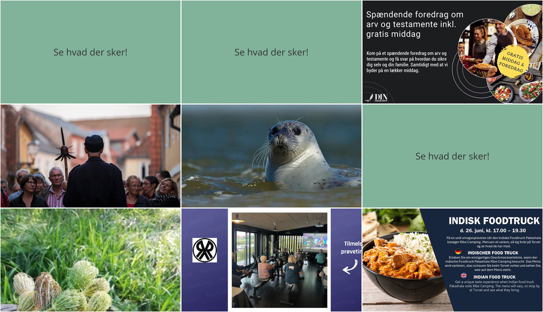 Den kommende uge i Ribe: Gratis foredrag, vægtertur, sælsafari og meget mere