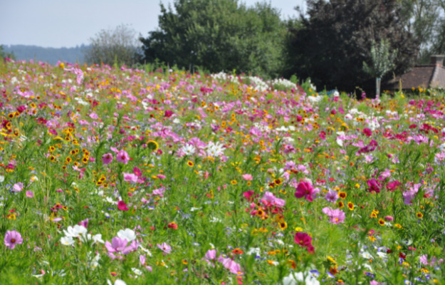 Vil du skabe en smuk blomstereng? Så vil Aarhus Kommune støtte dig med blomsterfrø.