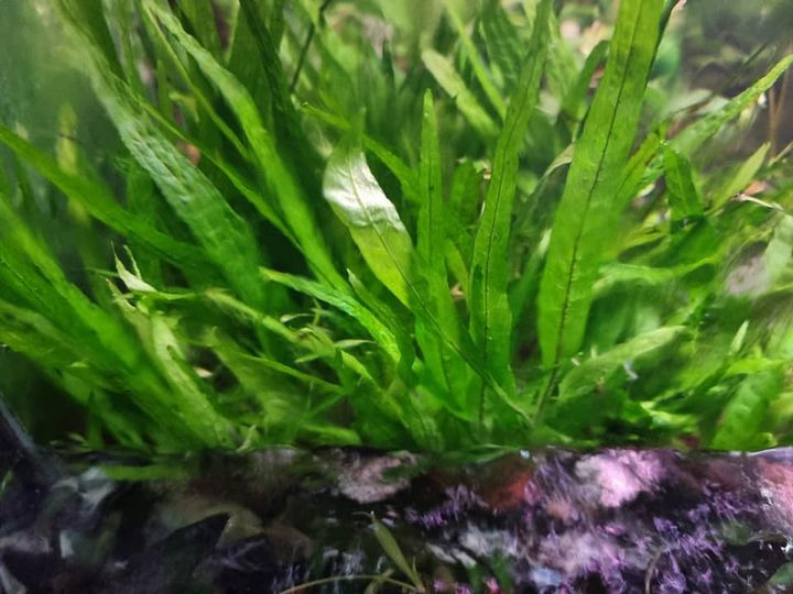 En finger på pulsen i Hjørring