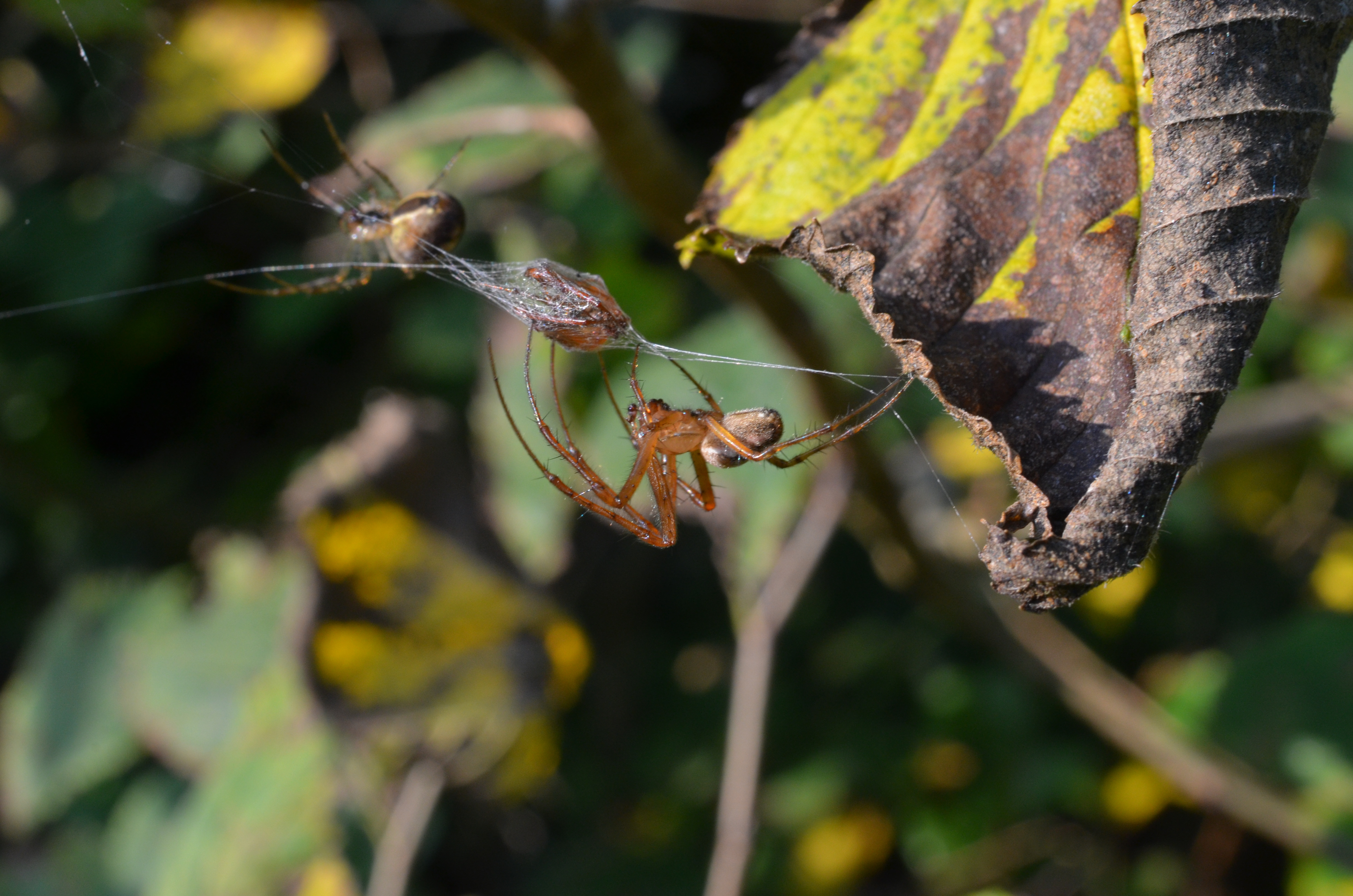 Arter vi elsker at hade – på Randers Naturcenter