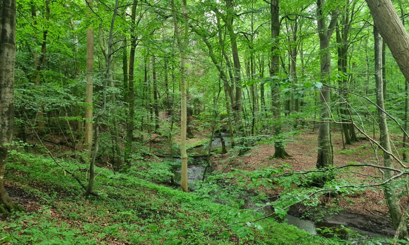 Klokkedal Å genslynges for at styrke Horsens Fjord og skabe mere vild natur