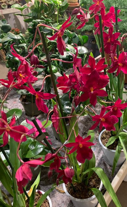 En finger på pulsen i Brønderslev