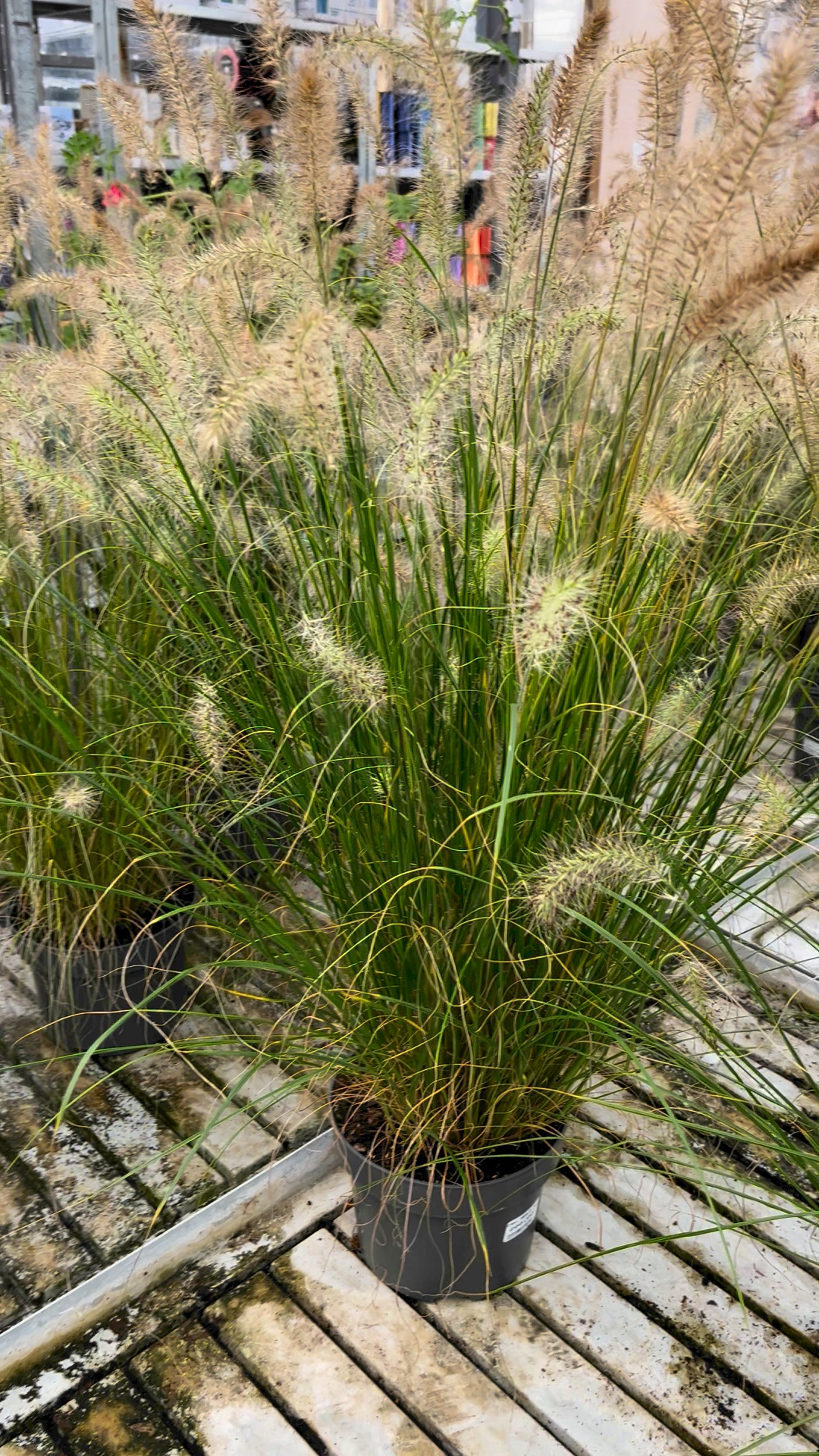 Midtjysk blomstermarked sælger vinterhårdføre lampudsegræsser til super skarp weekendpris