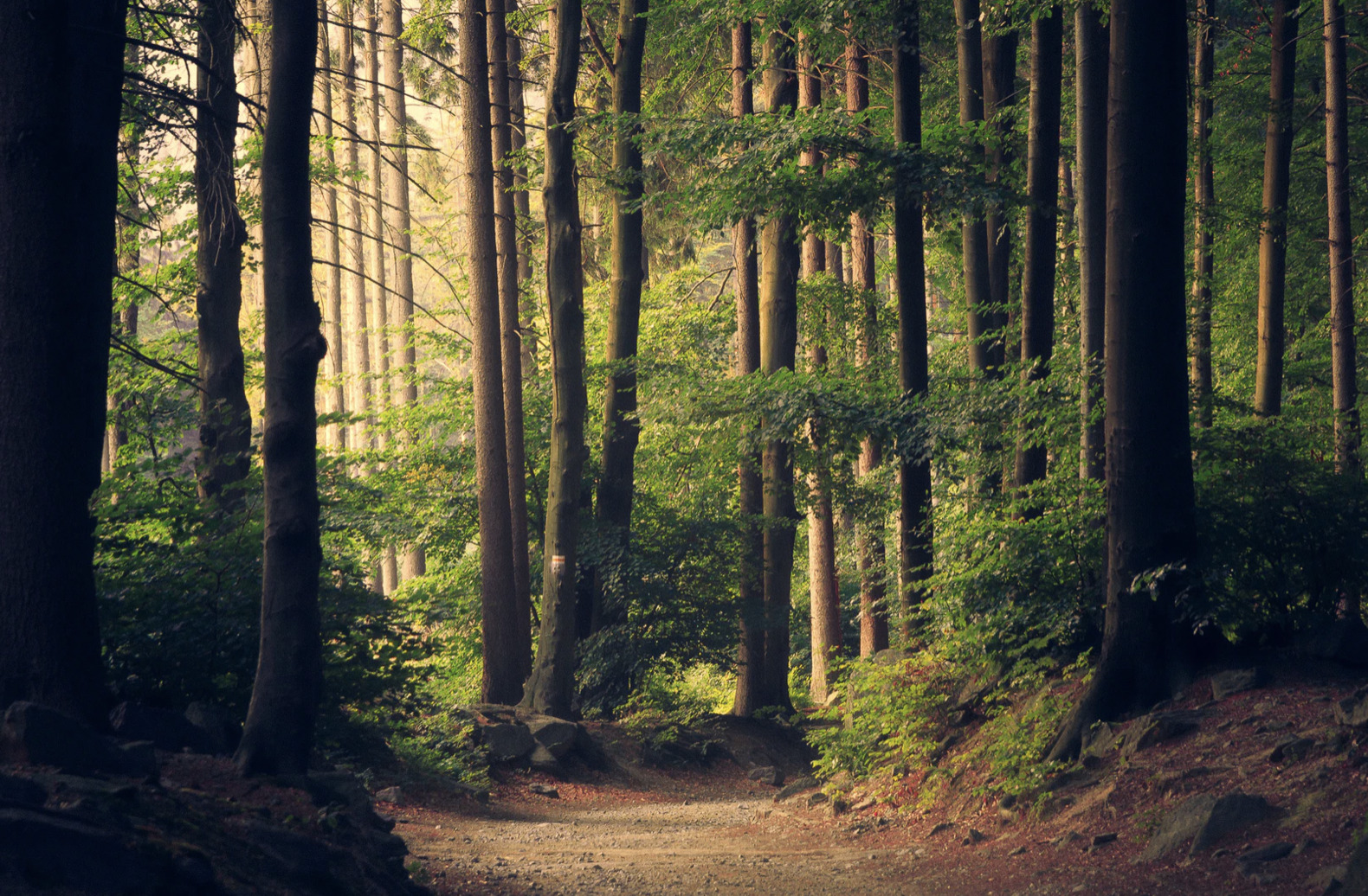 Ledige pladser i familiespejderne: Skal I være med?