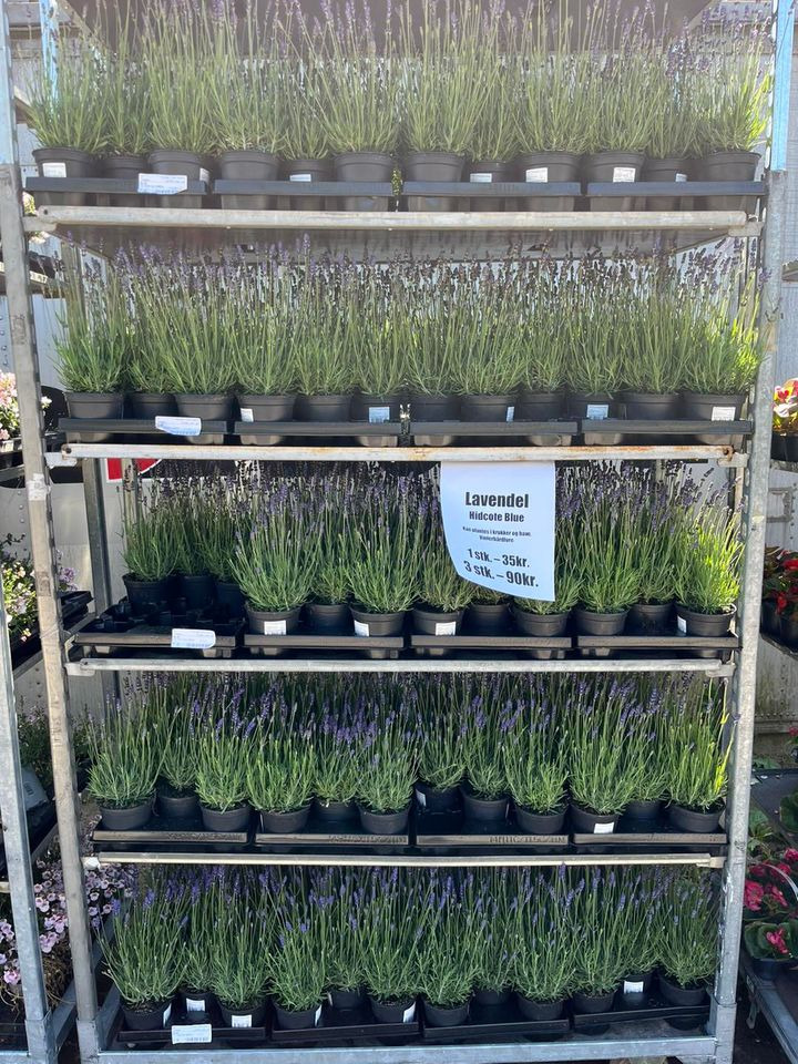 Opslagstavlen: Nyeste opdateringer fra Horsens