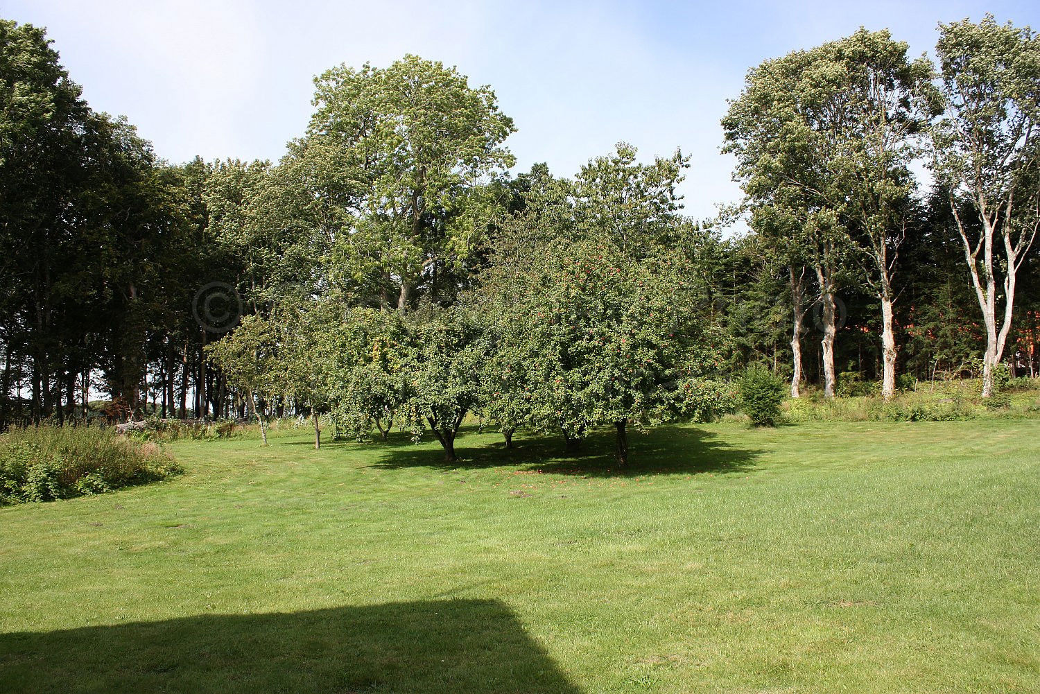 Vejle Kommune opfordrer borgere til at indberette mistanke om egeprocessionslarver