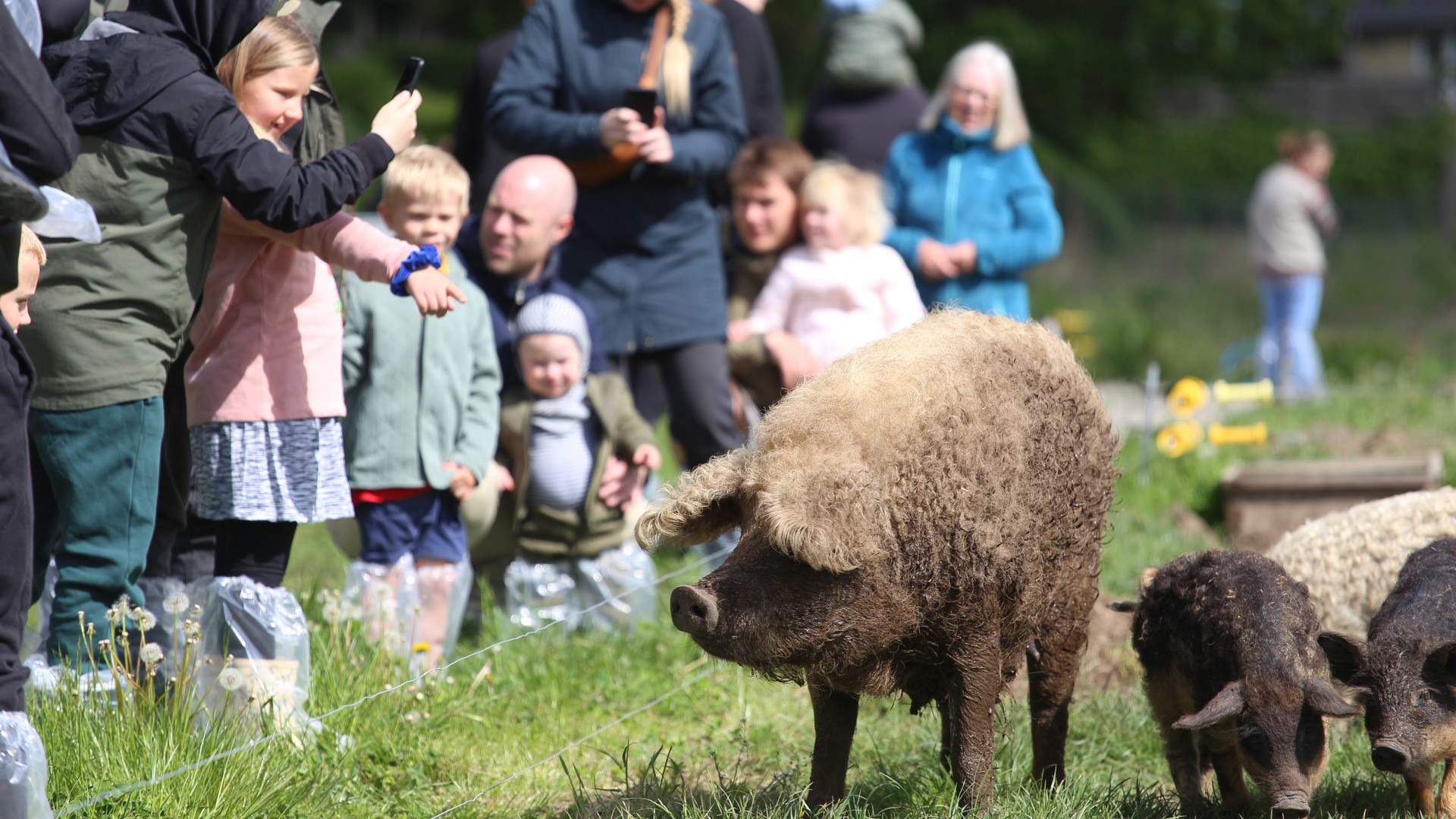 Ta´ bussen til Sofari og de økologiske grise  