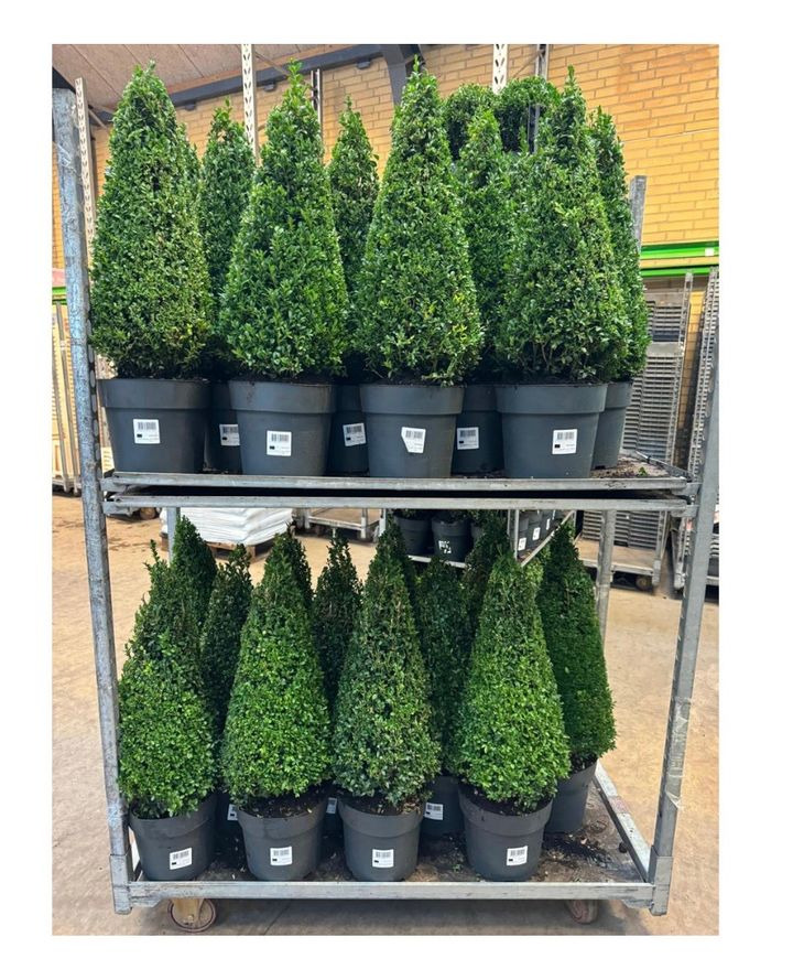 Efterårstilbud på buxbom pyramide hos MENY Gl. Skagensvej: kun 239 kr