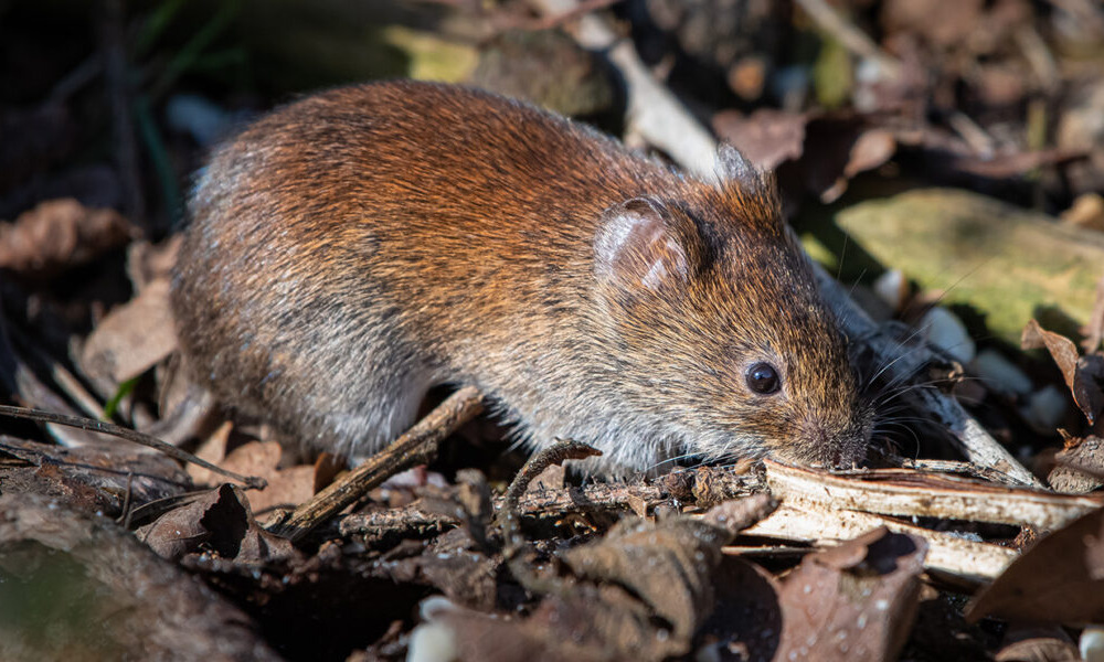 Udforsk dyrelivet med NaturNørd i Varde