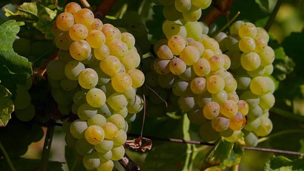 Udforsk Rieslingens verden i Roskilde