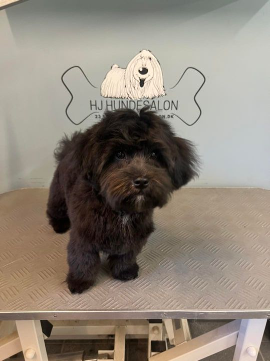 Det nyeste på Sæbys opslagstavle