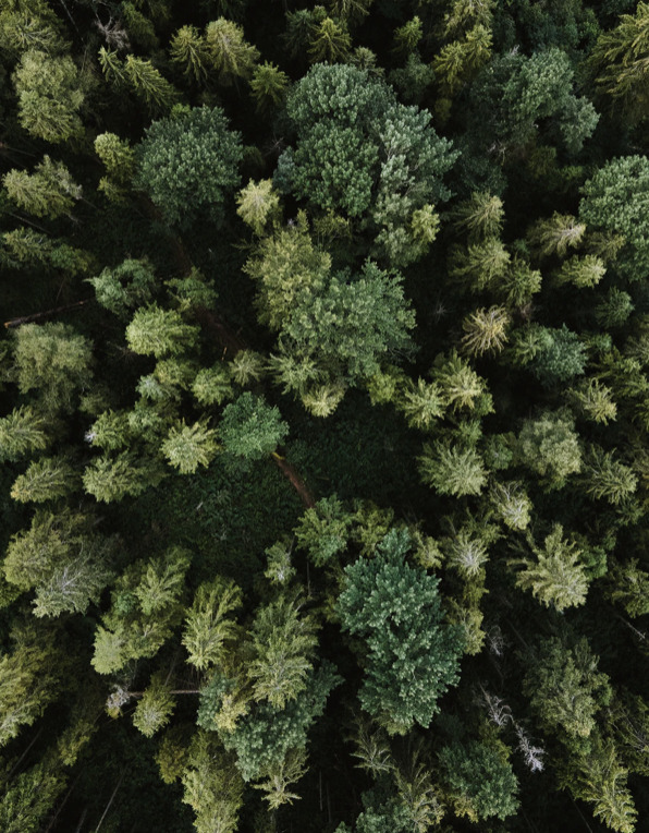 Mystisk gravsten fundet inde midt i skov