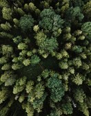 Mystisk gravsten fundet inde midt i skov