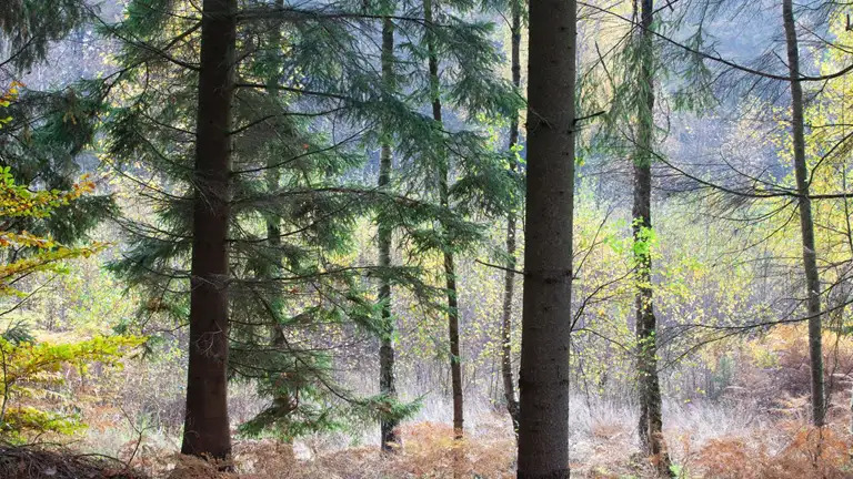 Klimaskovfonden åbner for millioner til nye skove i Thy – lodsejere kan søge støtte nu