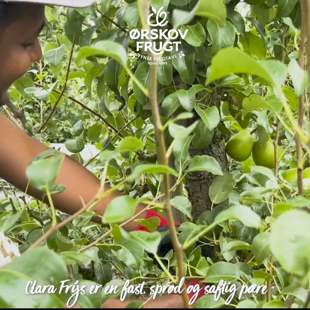 Rema 1000 Nørrevænget: Danske Clara Frijs pærer til kun 15 kr. til og med lørdag