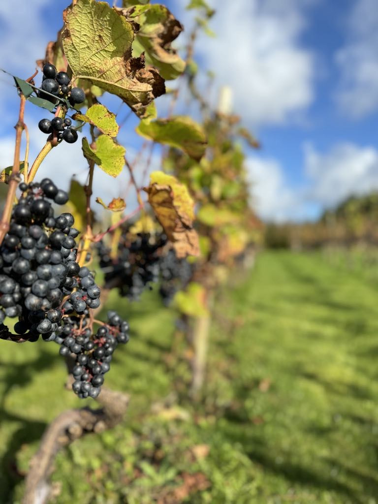 Udforsk dansk vinproduktion til Dansk Vindag på Lertoftegaard