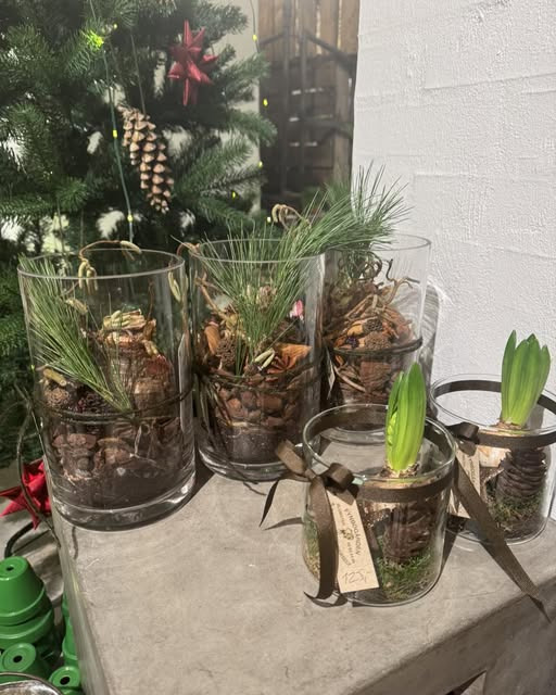 Fynbogården Blomster ApS introducerer smukke glas med hyasinter og amaryllis til jul og forår