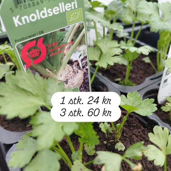 Rishøjgård Gårdbutik og Jordbrug har fået økologiske planter til køkkenhaven
