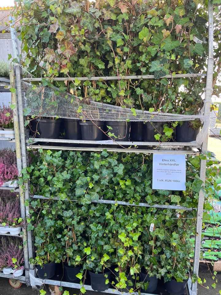 Se dagens updates fra Odder her