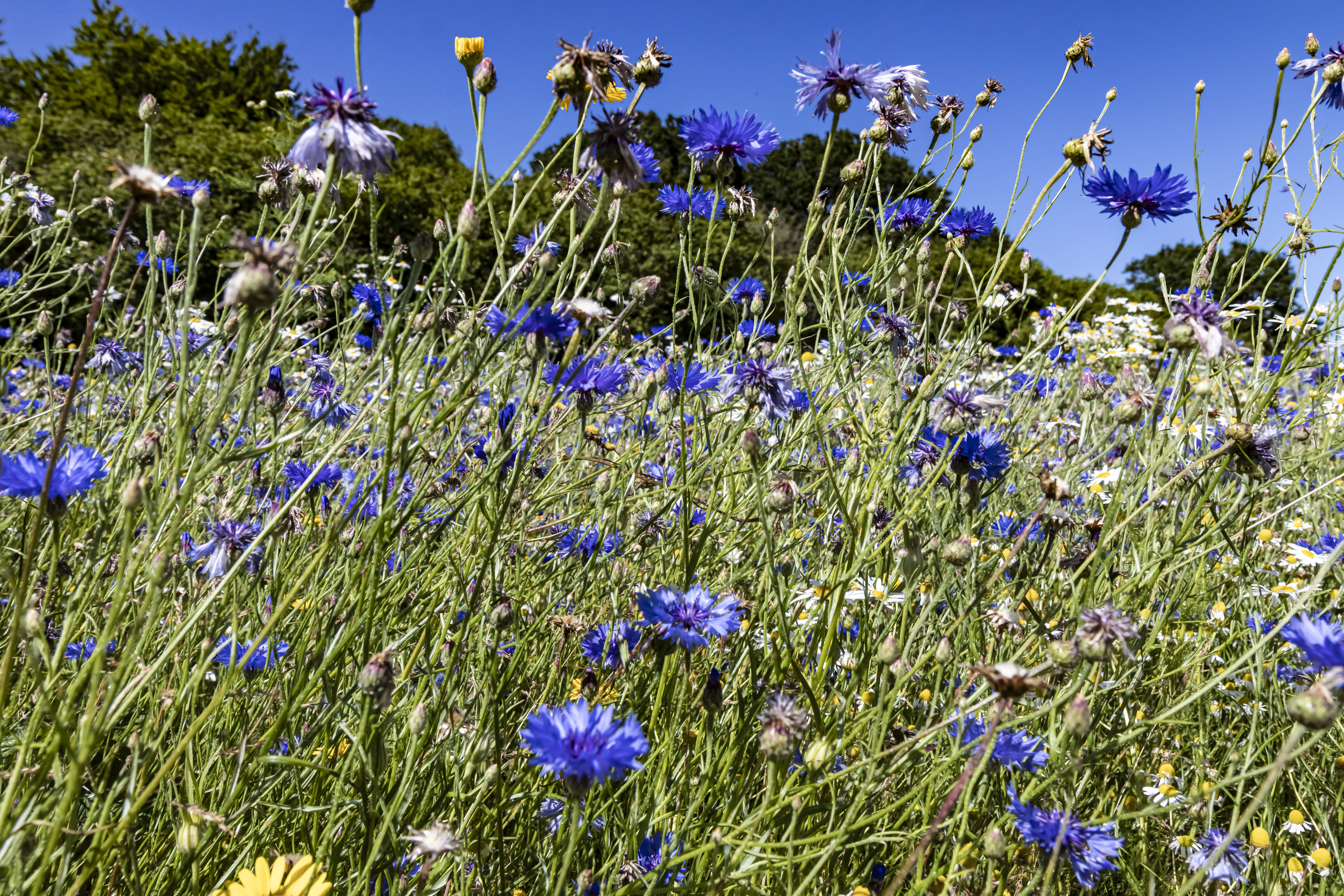 Fremvisning af nyt rekreativt område i Haderslev