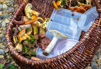 Tag på svampejagt i Vrøgum Klitplantage