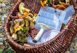 Tag på svampejagt i Vrøgum Klitplantage