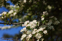 Oplev en sanketur i den vilde natur på Amager