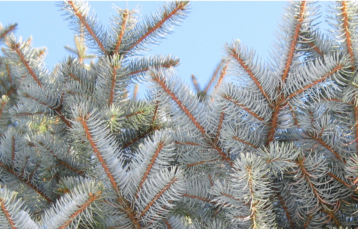 Udfoldelse i gran i Silkeborg