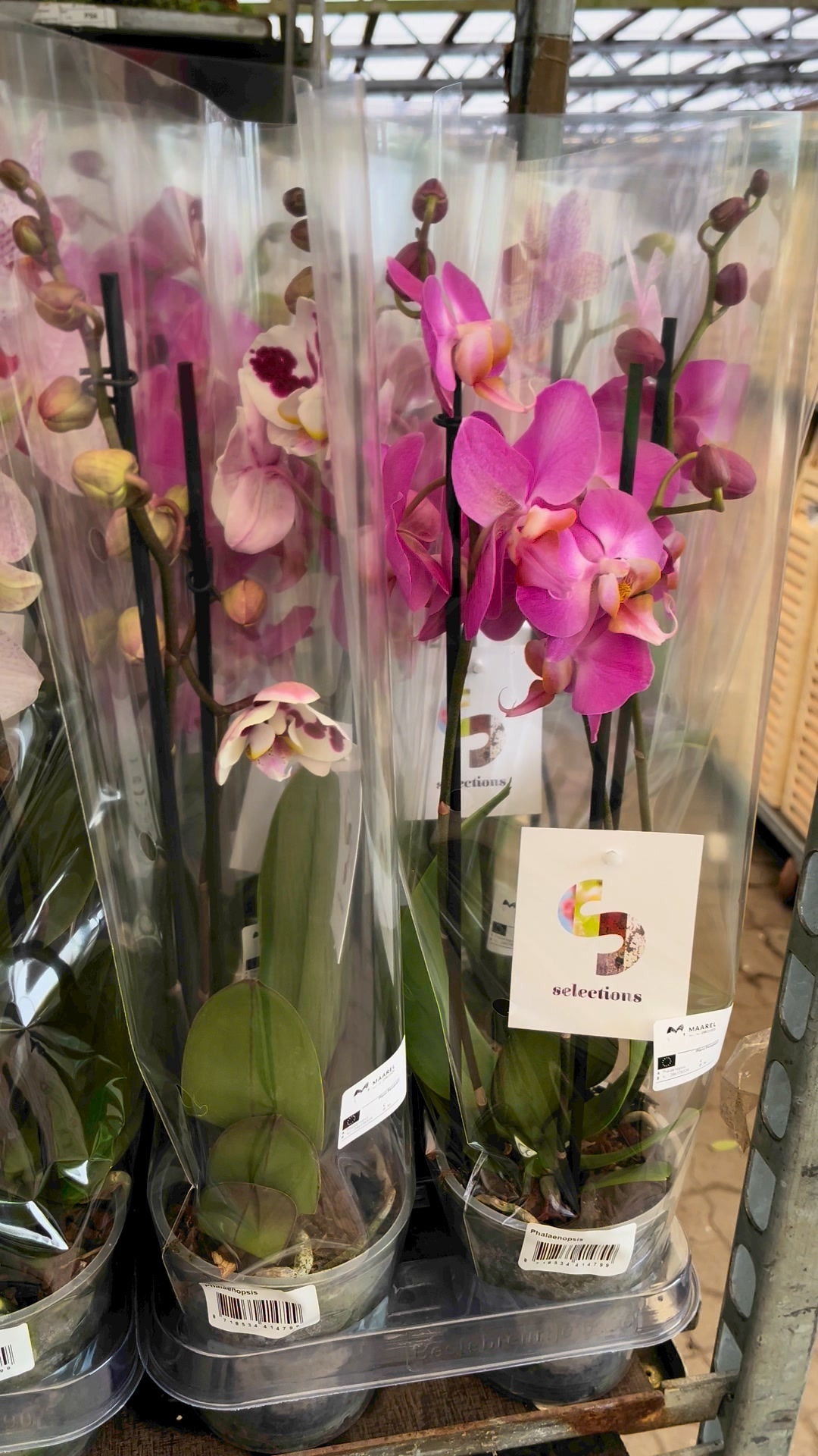 Midtjysk Blomstermarked tilbyder 3-grenet orkideer til halv pris i weekendtilbud