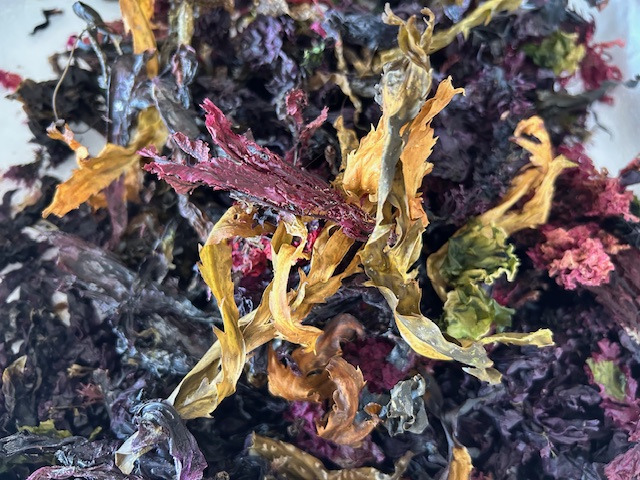 Alt du skal vide om tang: En rejse under havets overflade