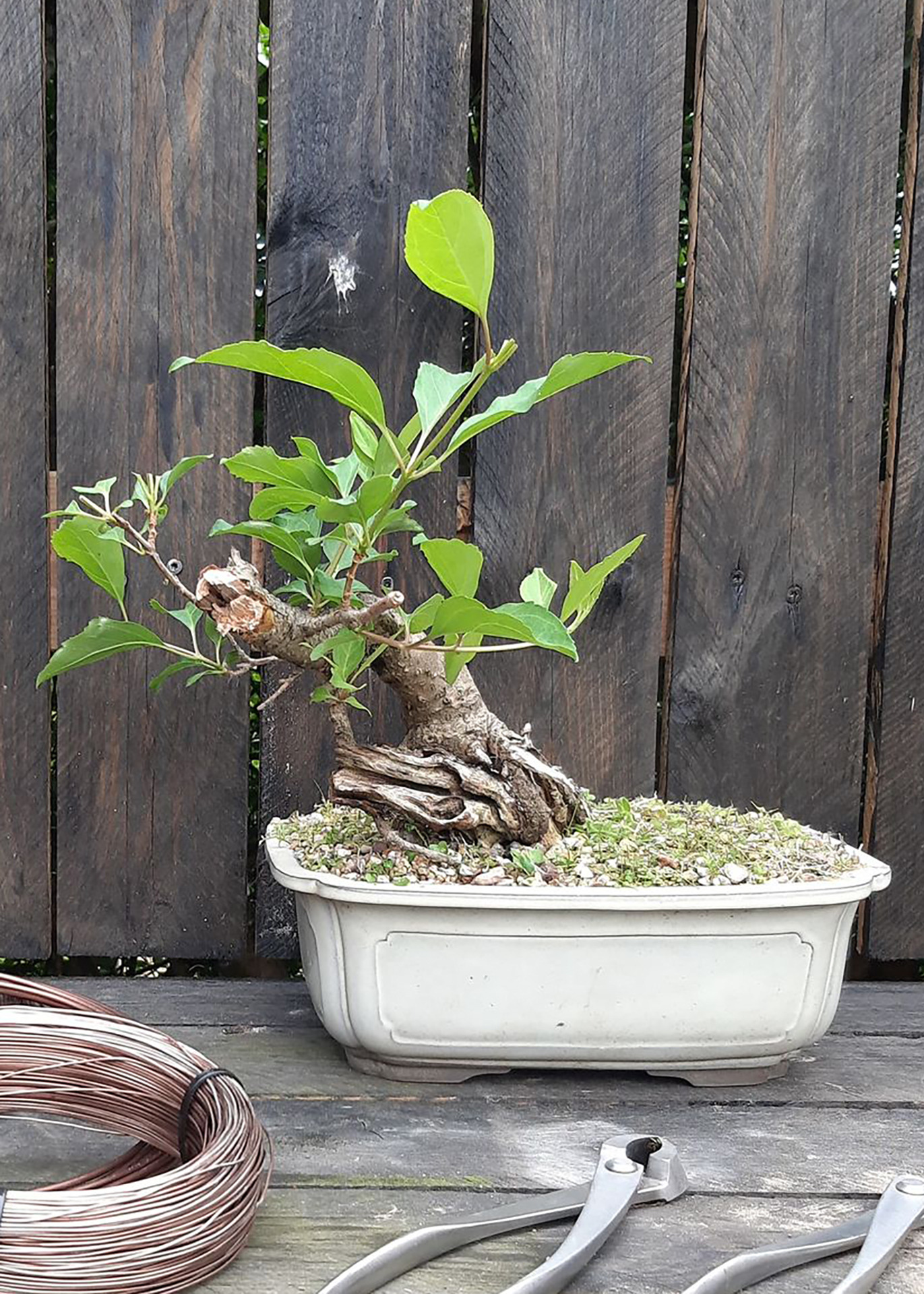 Forvandl træer til kunstværker med bonsai workshop i Frederikshavn