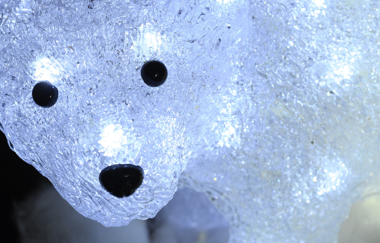 Isbjørne løs i Hjørring by